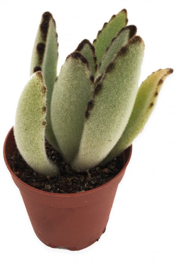 KALANCHOE TOMENTOSA PANDA SUKULENT 5,5 CM SAKSIDA ürün görseli