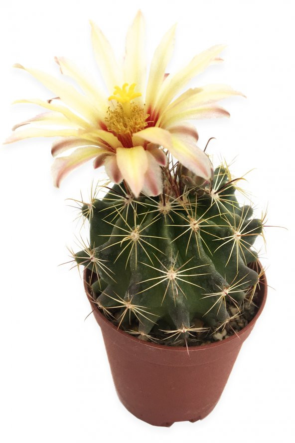 ECHİNOFOSSULOCACTUS LLOYDİİ KAKTÜS 5,5 CM SAKSIDA