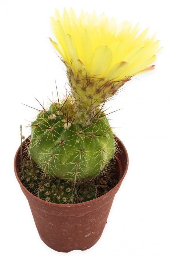 NOTOCACTUS OTTONİS KAKTÜS 5,5 CM SAKSIDA