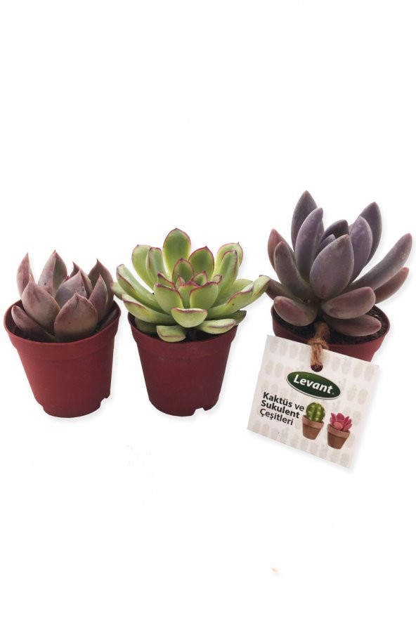 KAKTÜS SUKULENT SETİ ARGOS 3 ADET YENİ SERİ