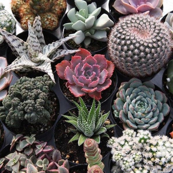 KAKTÜS SUKULENT SETİ ATLANTİS 6 ADET YENİ SERİ - Resim 2