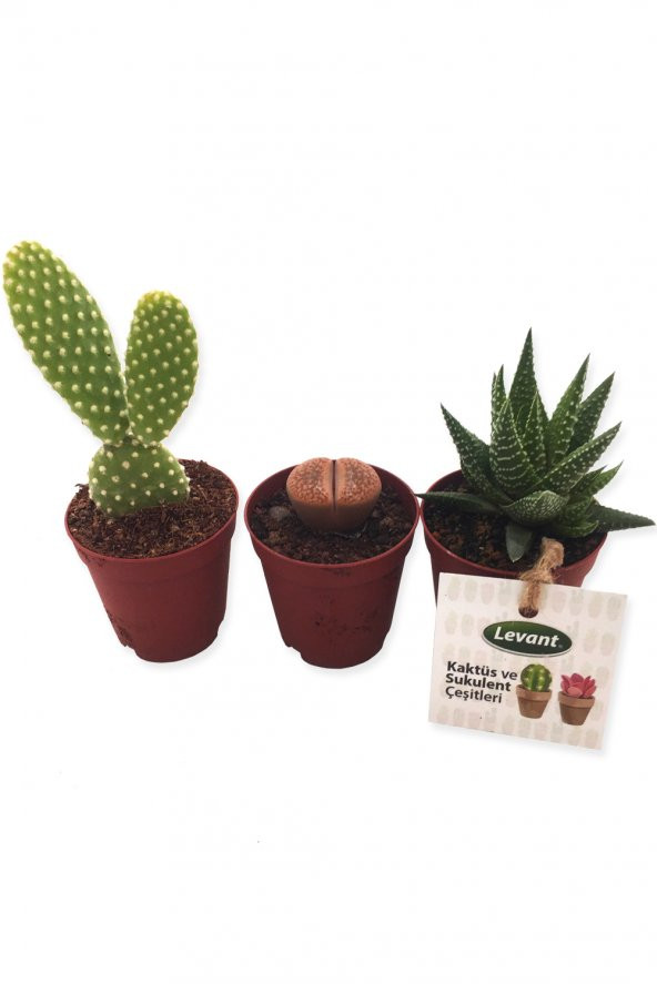 KAKTÜS SUKULENT SETİ AZTEK 3 ADET YENİ SERİ ürün görseli