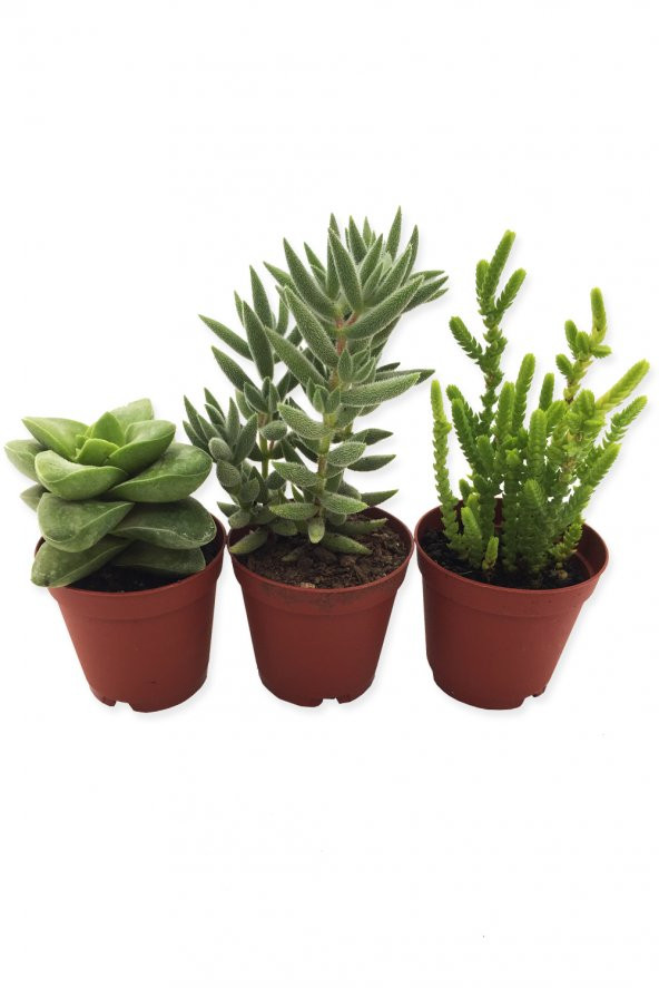 KAKTÜS SUKULENT SETİ BABYLON 3 ADET YENİ SERİ