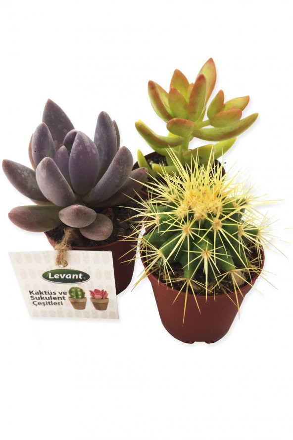 KAKTÜS SUKULENT SETİ BEHRAM 3 ADET YENİ SERİ