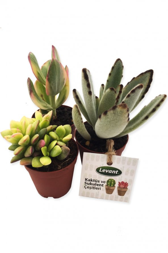 KAKTÜS SUKULENT SETİ BİSHKEK 3 ADET YENİ SERİ ürün görseli 1