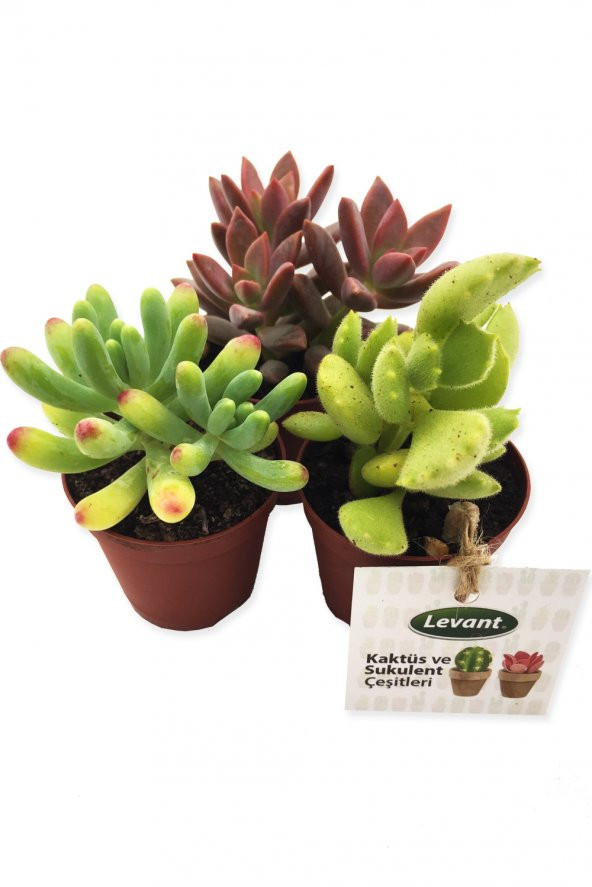 KAKTÜS SUKULENT SETİ MONACO 3 ADET YENİ SERİ