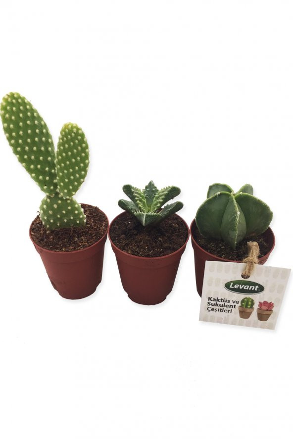 KAKTÜS SUKULENT SETİ VİONK 3 ADET YENİ SERİ ürün görseli