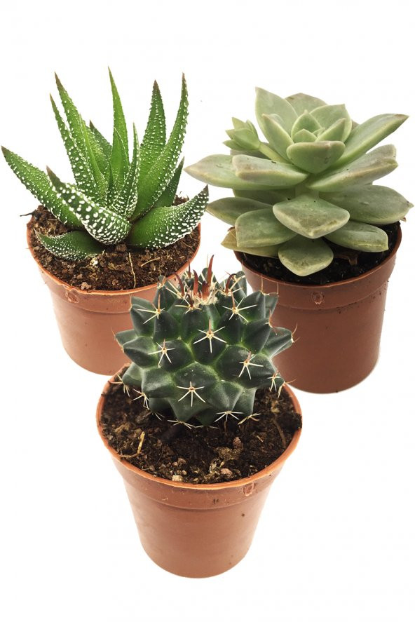 KAKTÜS SUKULENT SETİ UPSALLA 3 ADET BİTKİ