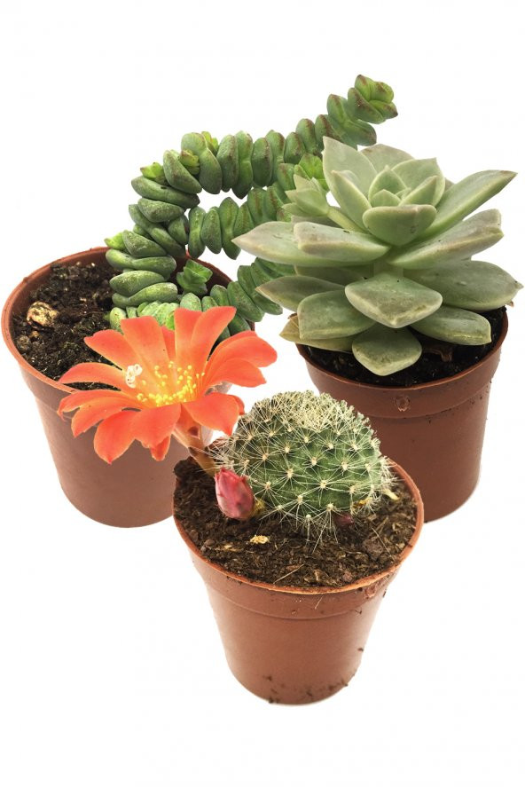 KAKTÜS SUKULENT SETİ MİDGARD 3 ADET BİTKİ