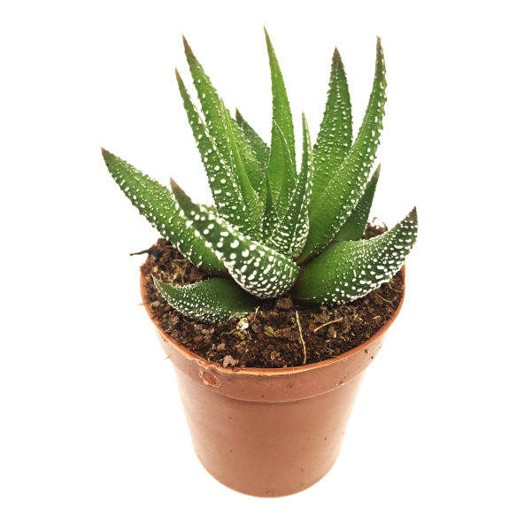 KAKTÜS SUKULENT SETİ UPSALLA 3 ADET BİTKİ - 4