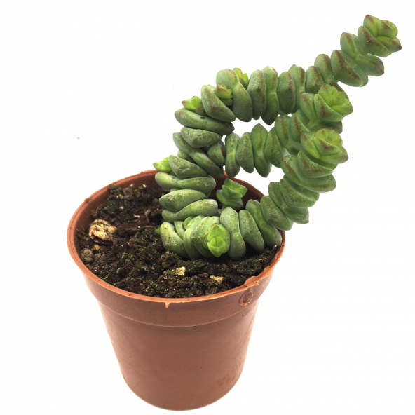 KAKTÜS SUKULENT SETİ MİDGARD 3 ADET BİTKİ - 2