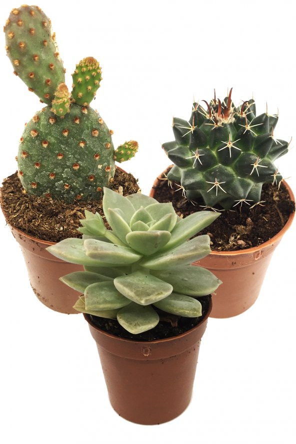 KAKTÜS SUKULENT SETİ SİGURD 3 ADET BİTKİ