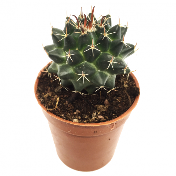 KAKTÜS SUKULENT SETİ SİGURD 3 ADET BİTKİ - 3