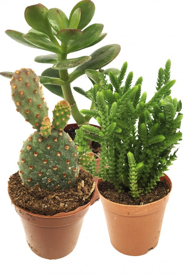 KAKTÜS SUKULENT SETİ FREYA 3 ADET BİTKİ
