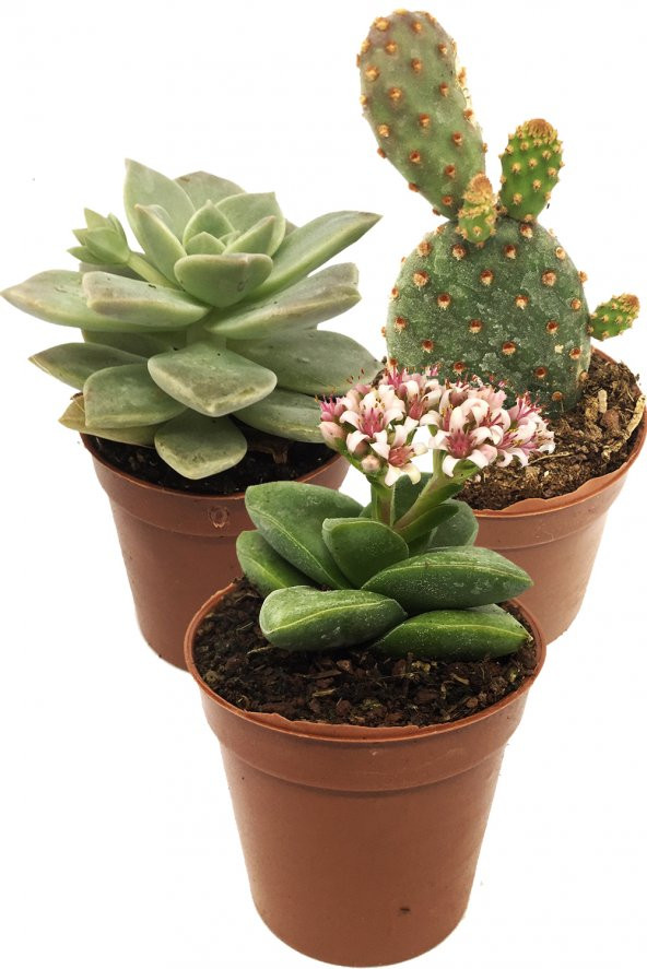 KAKTÜS SUKULENT SETİ NUMENORE 3 ADET BİTKİ