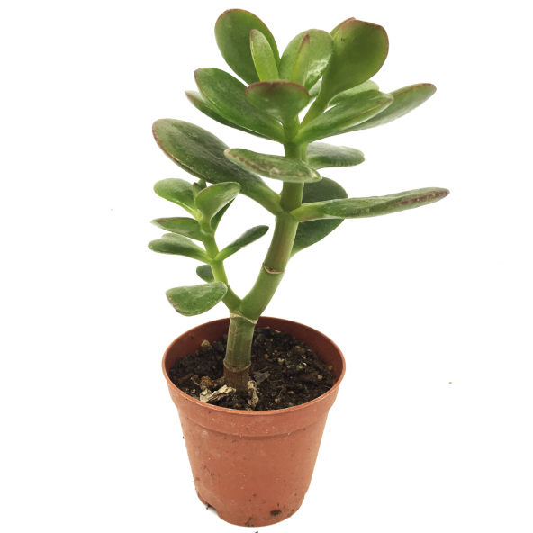 KAKTÜS SUKULENT SETİ FREYA 3 ADET BİTKİ - 4