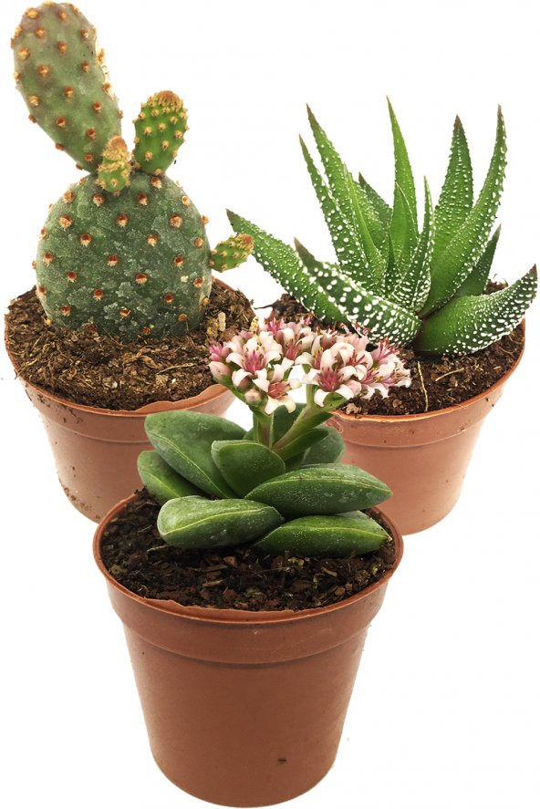 KAKTÜS SUKULENT SERİ DORİATH 3 ADET BİTKİ ürün görseli