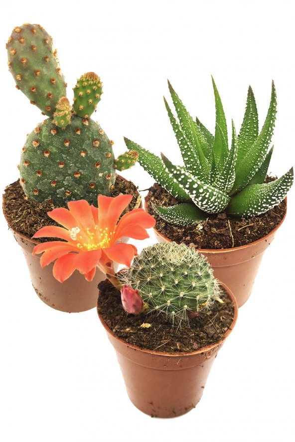 KAKTÜS SUKULENT SETİ ANGMAR 3 ADET BİTKİ ürün görseli 1