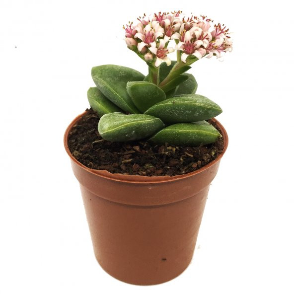 KAKTÜS SUKULENT SERİ DORİATH 3 ADET BİTKİ - Resim 4