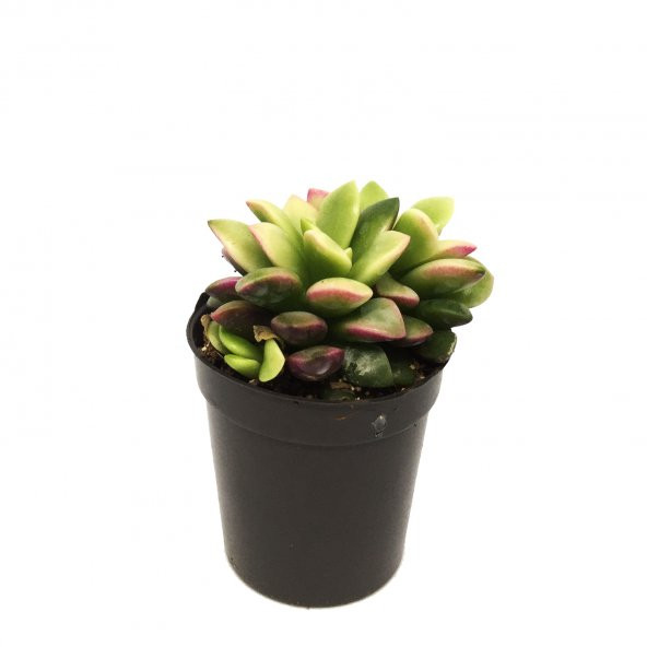 KAKTÜS SUKULENT SETİ EDORAS 3 ADET BİTKİ - Resim 2