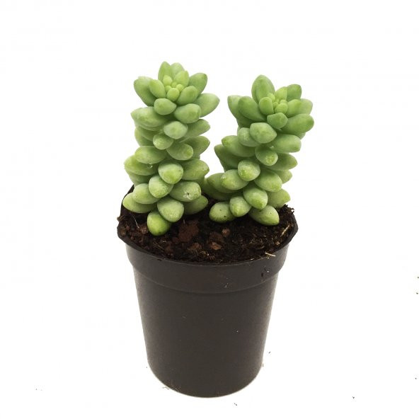 KAKTÜS SUKULENT SETİ EDORAS 3 ADET BİTKİ - Resim 3