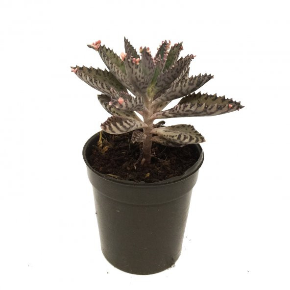 KAKTÜS SUKULENT SETİ EDORAS 3 ADET BİTKİ - Resim 4