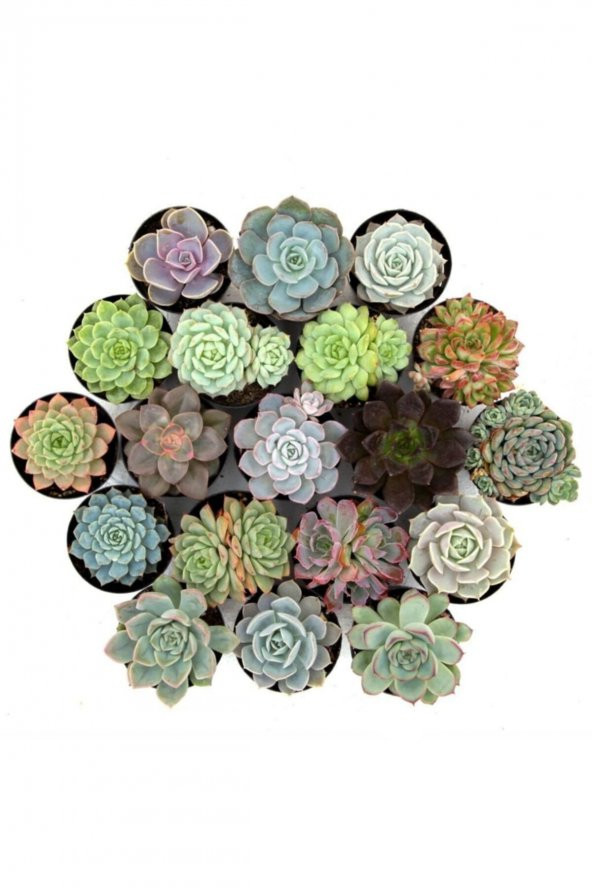 PHASELİS KAKTÜS VE SUKULENT SETİ 12 ADET ürün görseli 1