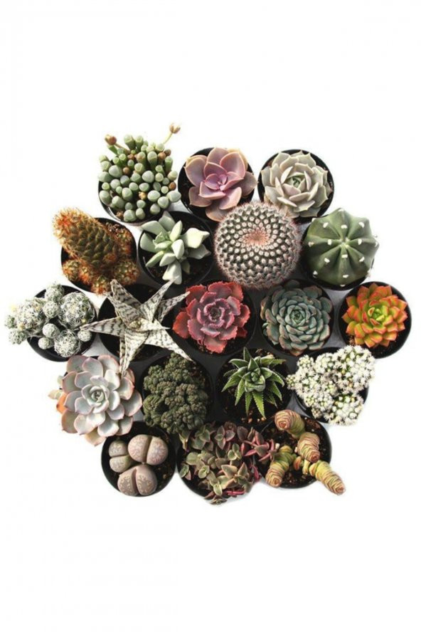 PETRA KAKTÜS VE SUKULENT SETİ PREMİUM 12 ADET