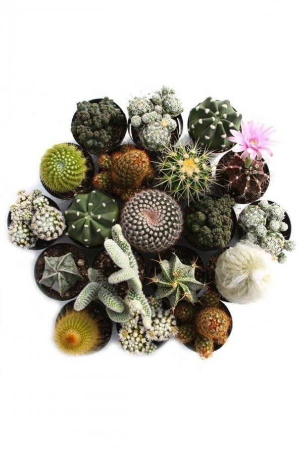 SİMENA KAKTÜS VE SUKULENT SETİ PREMİUM 12 ADET ürün görseli 1