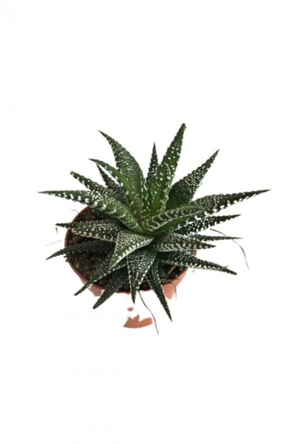 Kaktüs Sukulent Haworthia Fasciata Yılan Derisi Zebra