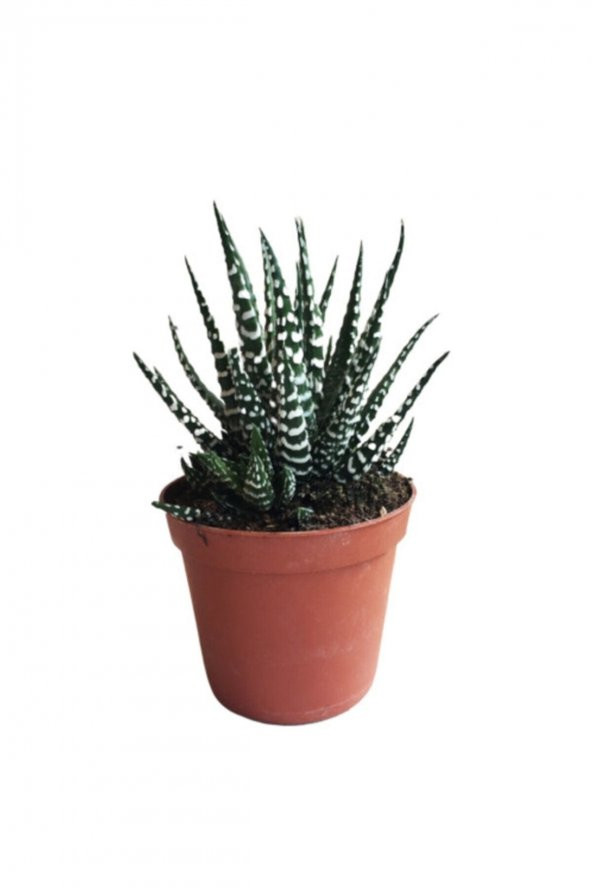 Kaktüs Sukulent Haworthia Fasciata Yılan Derisi Zebra ürün görseli