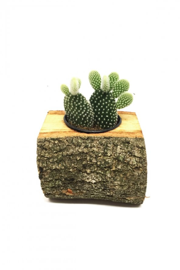 KAKTÜS SUKULENT ARANJMANI DOĞAL KÜTÜK BİTKİLİ ürün görseli