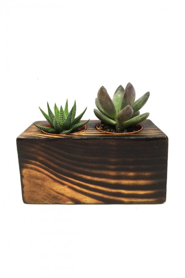 KAKTÜS SUKULENT ARANJMANI 2Lİ  AHŞAP YAKMA BİTKİLİ ürün görseli