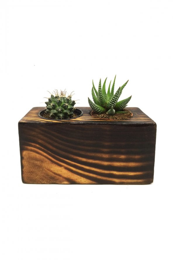 KAKTÜS SUKULENT ARANJMANI 2Lİ  AHŞAP YAKMA BİTKİLİ ürün görseli