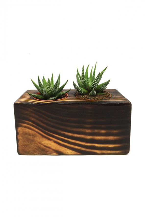 KAKTÜS SUKULENT ARANJMANI 2Lİ  AHŞAP YAKMA BİTKİLİ