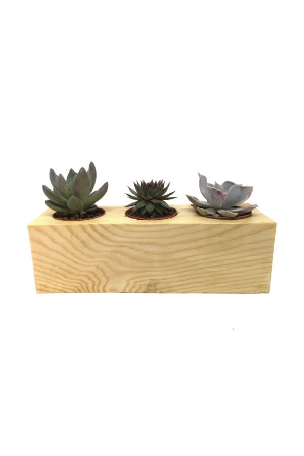 KAKTÜS SUKULENT ARANJMANI 3LÜ AHŞAP BİTKİLİ