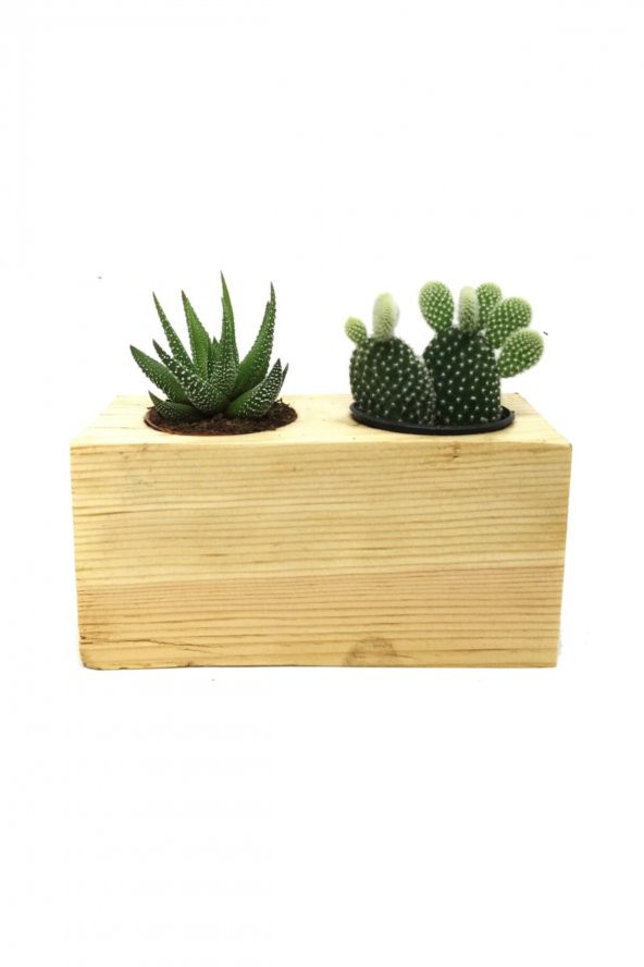 KAKTÜS SUKULENT ARANJMANI 2Lİ  AHŞAP BİTKİLİ ürün görseli