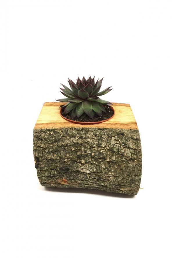 KAKTÜS SUKULENT ARANJMANI DOĞAL KÜTÜK BİTKİLİ ürün görseli