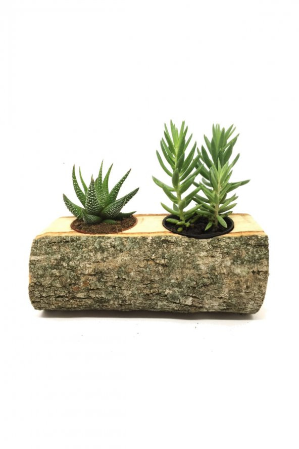 KAKTÜS SUKULENT ARANJMANI 2Lİ DOĞAL KÜTÜK BİTKİLİ  