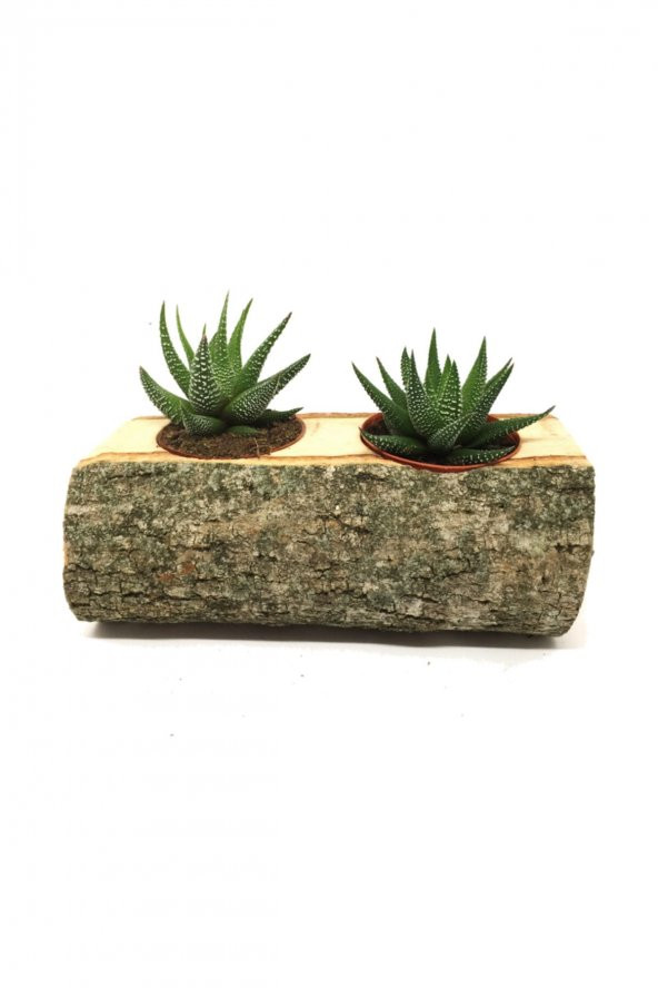 KAKTÜS SUKULENT ARANJMANI 2Lİ DOĞAL KÜTÜK BİTKİLİ ürün görseli