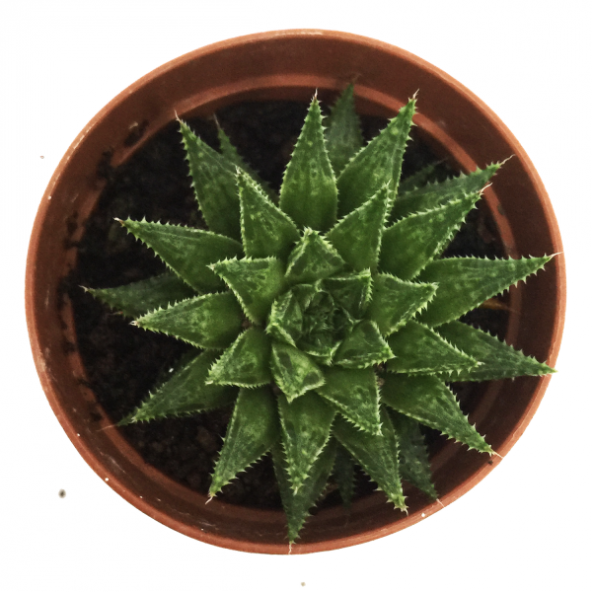 HAWORTHİHA VERANOSA KAKTÜS YENİ SERİ - Resim 2