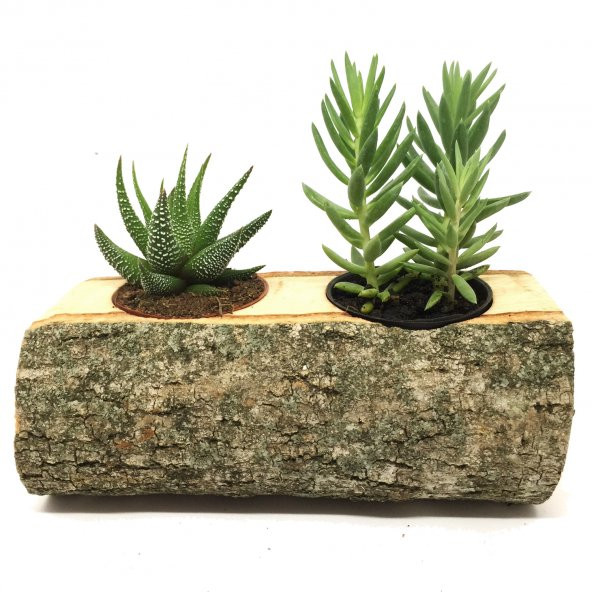 2Lİ KAKTÜS SUKULENT ARANJMANI DOĞAL KÜTÜK BİTKİLİ ürün görseli 1