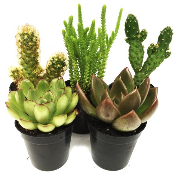 KAKTÜS SUKULENT SETİ 5 ADET PONTUS