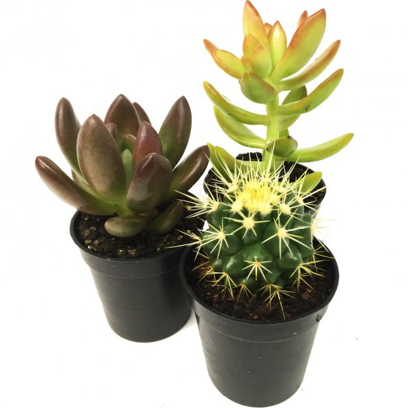 KAKTÜS SUKULENT SETİ 3 ADET BEHRAM ürün görseli