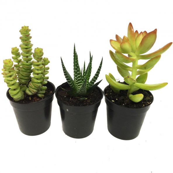 CRASSULA PARA AĞACI SETİ 3 ADET BİTKİ