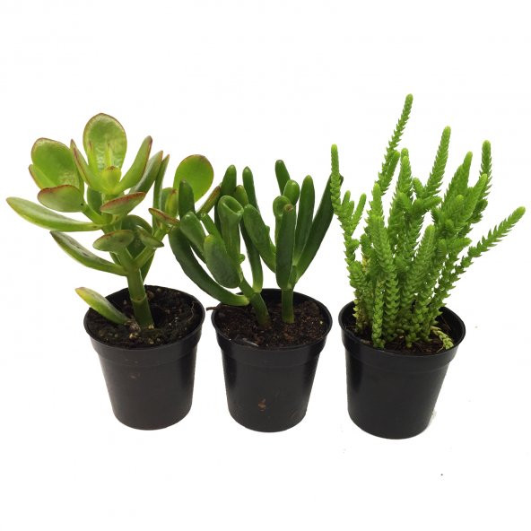 CRASSULA PARA AĞACI SETİ 3 ADET BİTKİ - 2