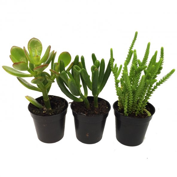 CRASSULA PARA AĞACI SETİ 3 ADET BİTKİ