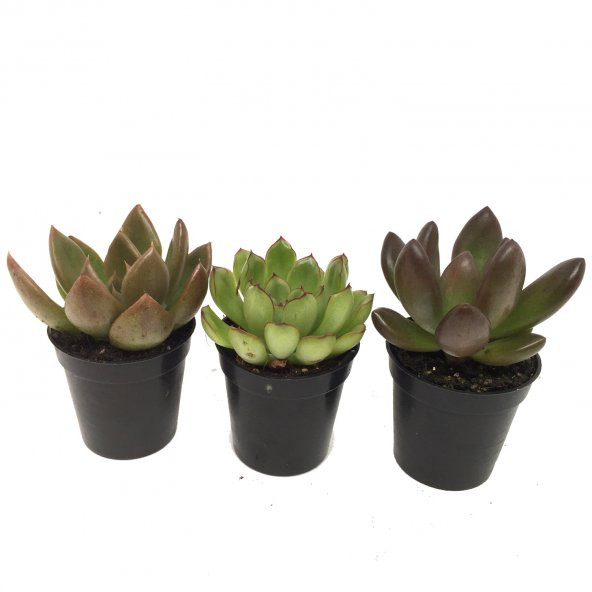 KAKTÜS SUKULENT SETİ 3 ADET ARGOS ürün görseli 1