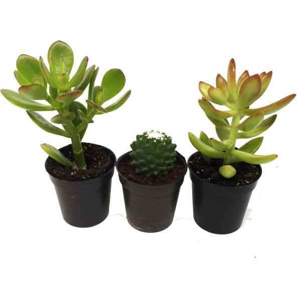 KAKTÜS SUKULENT SETİ 3 ADET DELPHİ ürün görseli