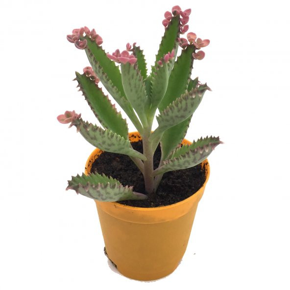 AŞKIN GÖZ YAŞLARI PEMBE ÖZEL SERİ NADİR TÜR